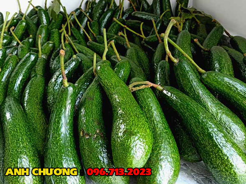 bo-si-bo-034