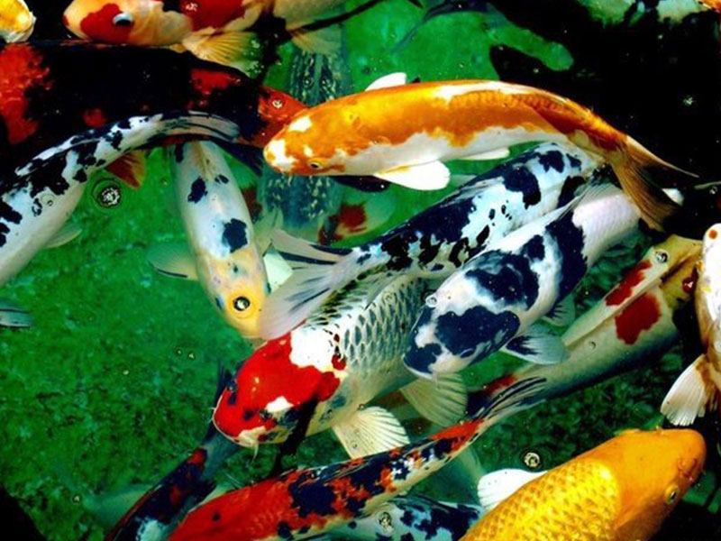 ca-Koi-lam-dep-quan-canh