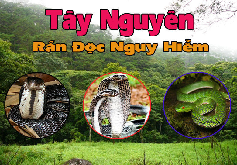 cac-loai-ran-doc-o-Tay-Nguyen