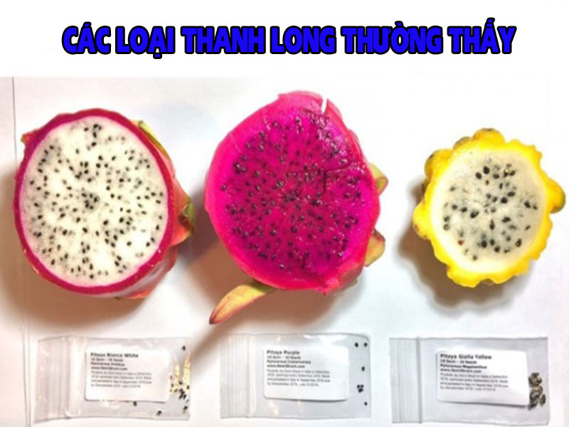 cac-loai-thanh-long-thuong-thay