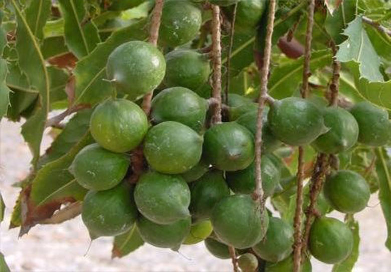 kỹ thuật trồng cây macca