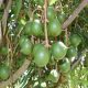 ky-thuat-trong-va-cham-soc-cay-macca