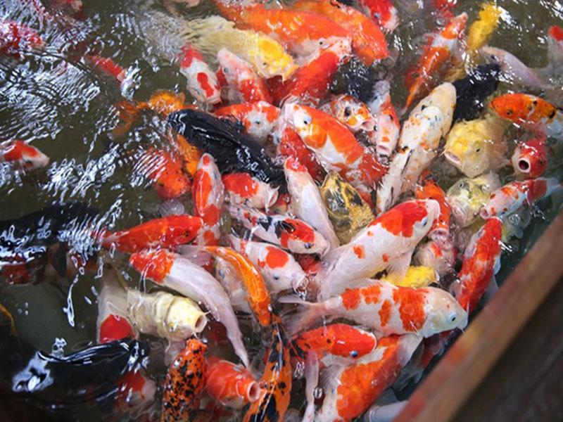 nuoi-ca-coi-xuat-khau