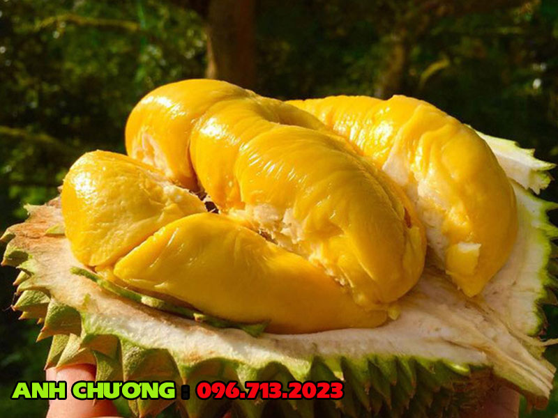 sau-rieng-Musang-King-hang-xuat-khau