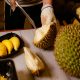 sau-rieng-Musang-King-la-nong-san-xuat-khau-gia-tri-cao