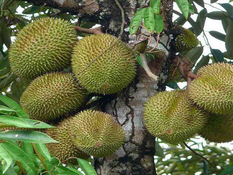 sau-rieng-musang-king-dang-duoc-trong-rong-rai-o-tay-nguyen