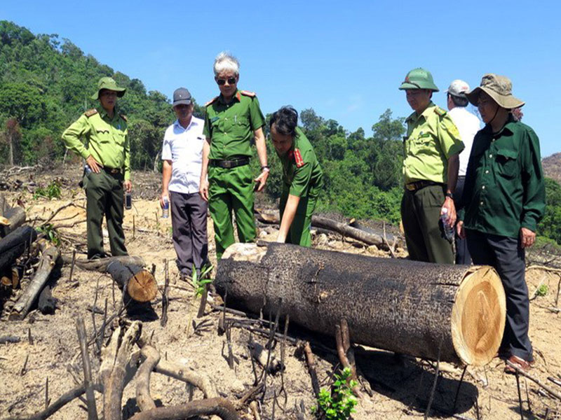 tang-cuong-cong-tac-quan-ly-khai-thac-go