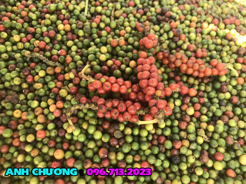 tieu-moi-thu-hoach-dang-phoi-nang