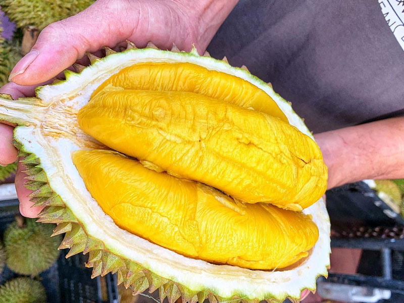 xuat-xu-cua-sau-rieng-musang-king-va-cach-trong